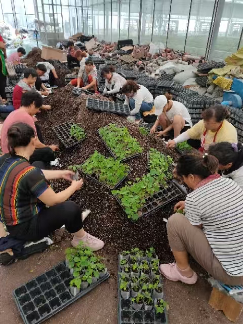 河南邓州：乡土专家“破零”进阶 林业赋能乡村振兴