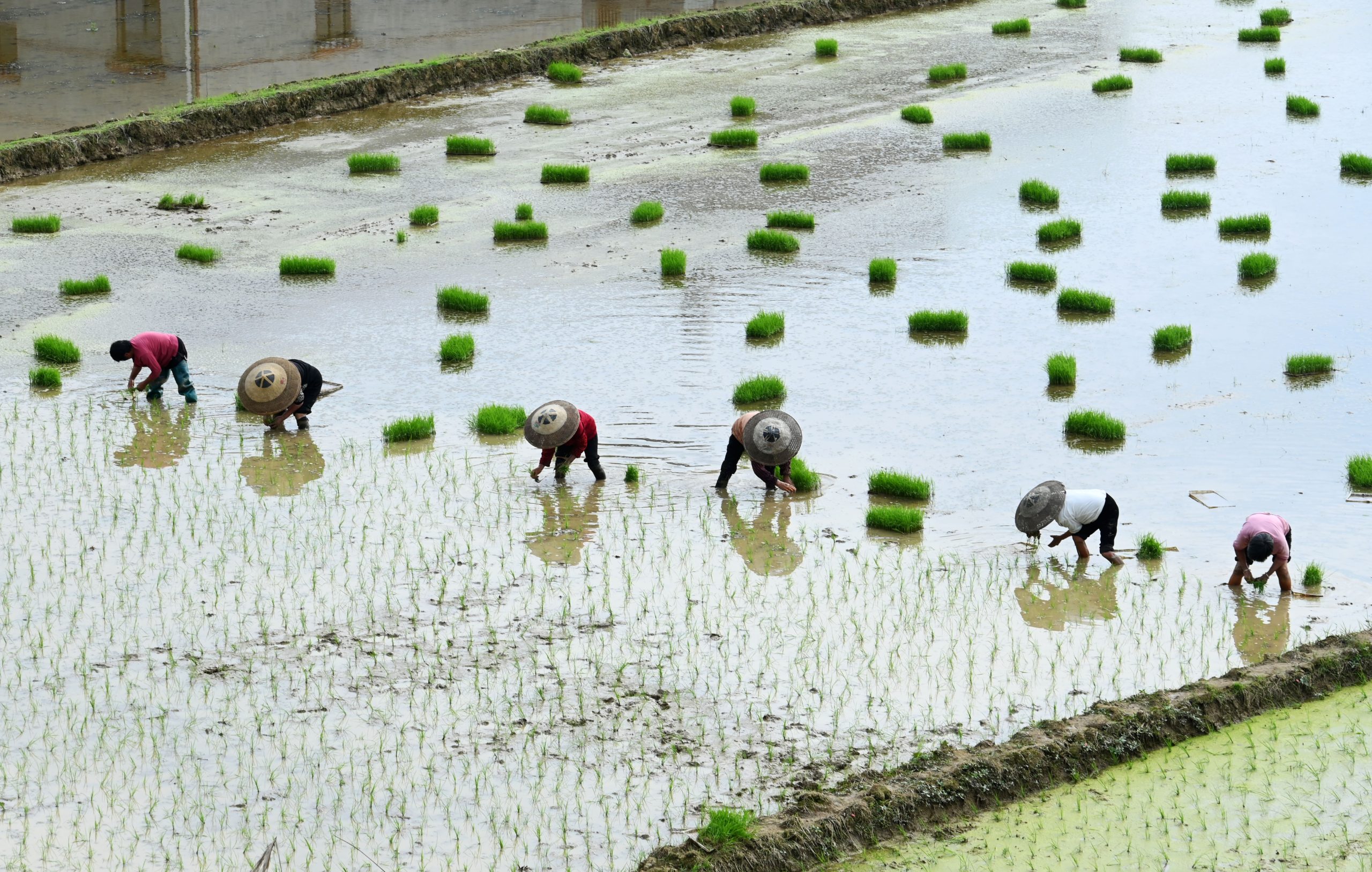 湖南武冈：谷雨时节农事忙