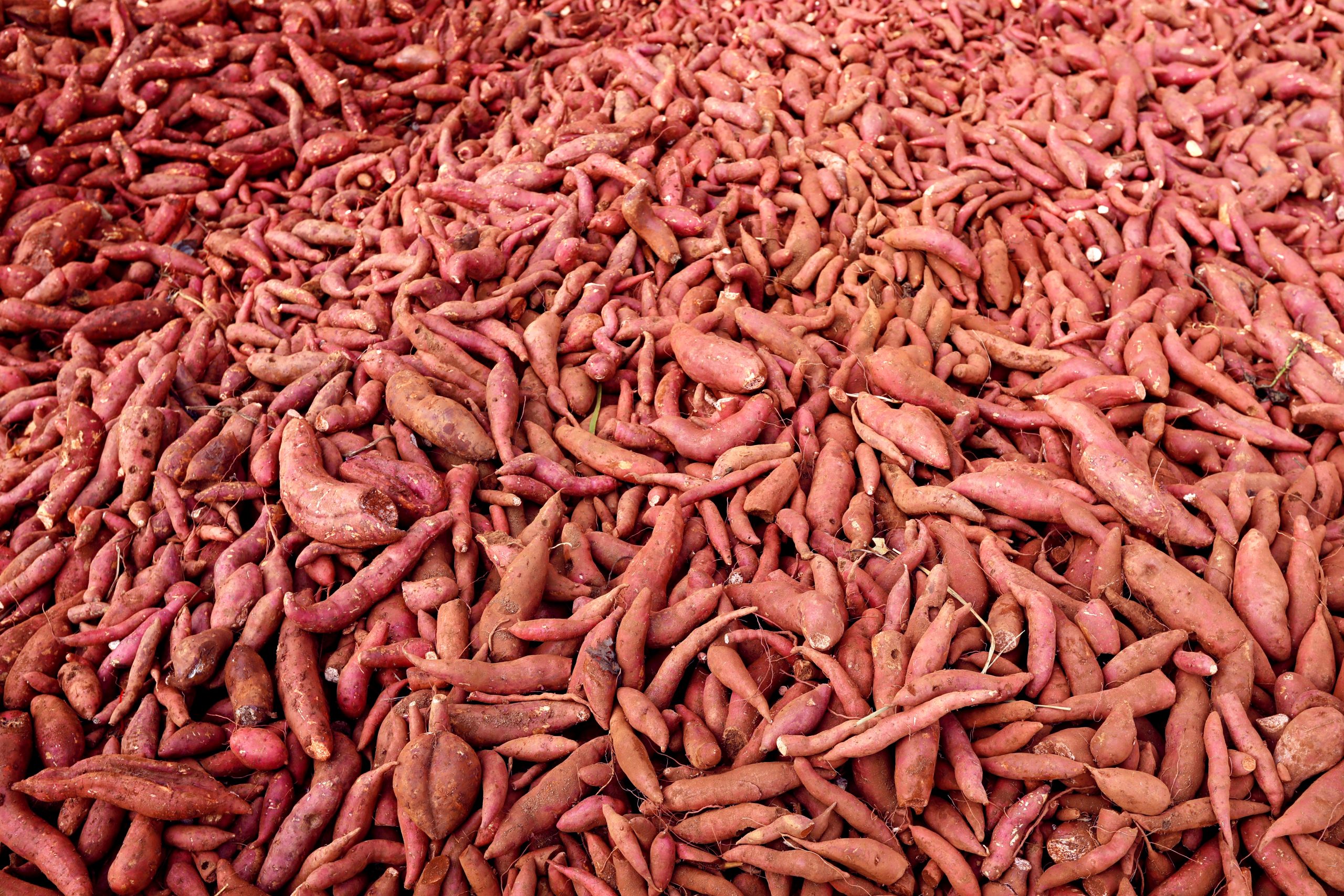 饮水思源 致富思进｜云南丘北朱映保：小红薯托起乡村振兴梦