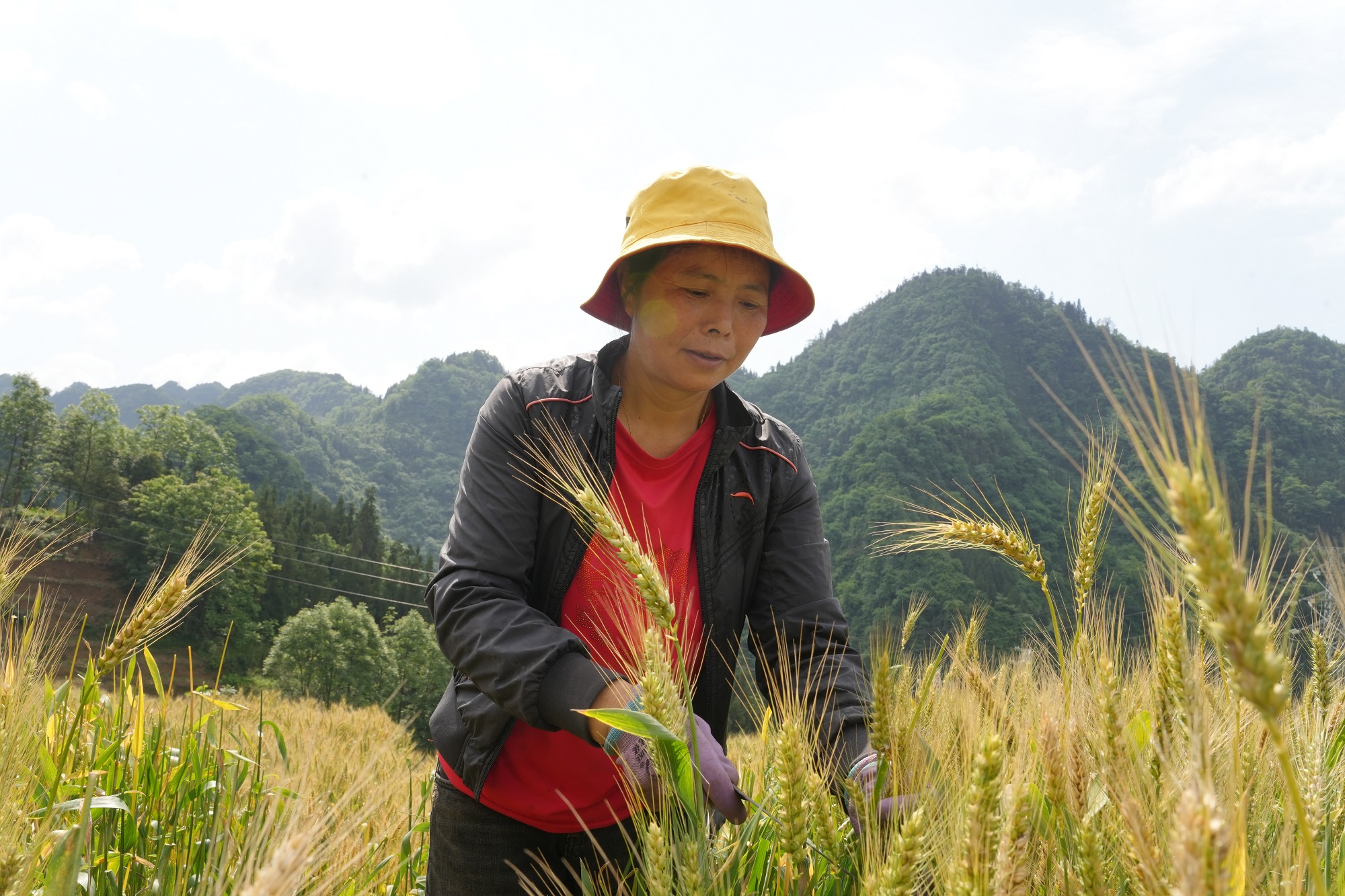 云南威信县：2200余亩冬小麦喜获丰收 “小小麦”撬动“大产业”