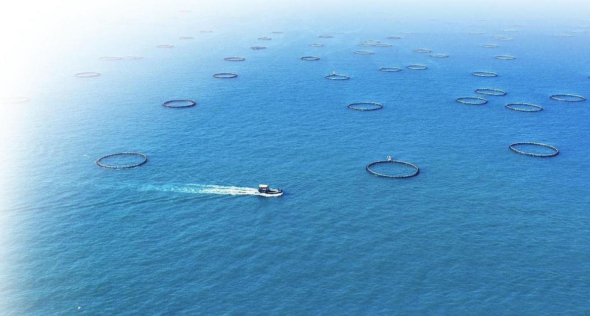 广西北海金鲳鱼丰收